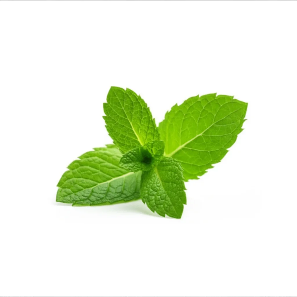 Peppermint ProDentim ingredient